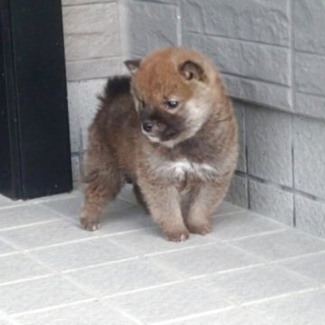 柴犬(標準サイズ)【香川県・男の子・2025年10月9日・赤】の写真「とても小さい赤柴の男の子」