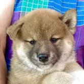 柴犬(標準サイズ)【香川県・男の子・2025年5月23日・赤】の写真2