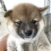 柴犬(標準サイズ)【香川県・男の子・2025年5月23日・赤】の写真5