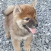 柴犬(標準サイズ)【香川県・女の子・2025年6月10日・赤】の写真5