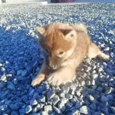 柴犬(標準サイズ)【香川県・女の子・2025年6月10日・赤】の写真7