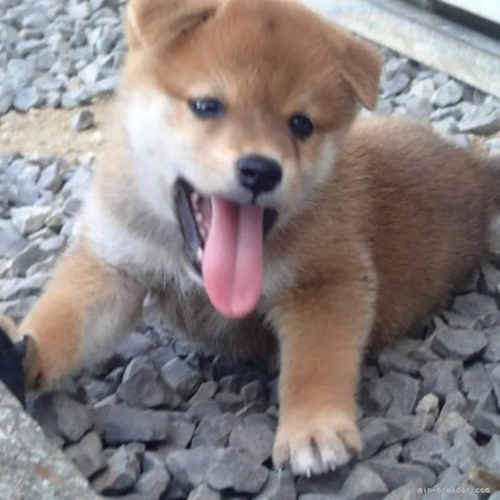 ID：2209-03132の子犬