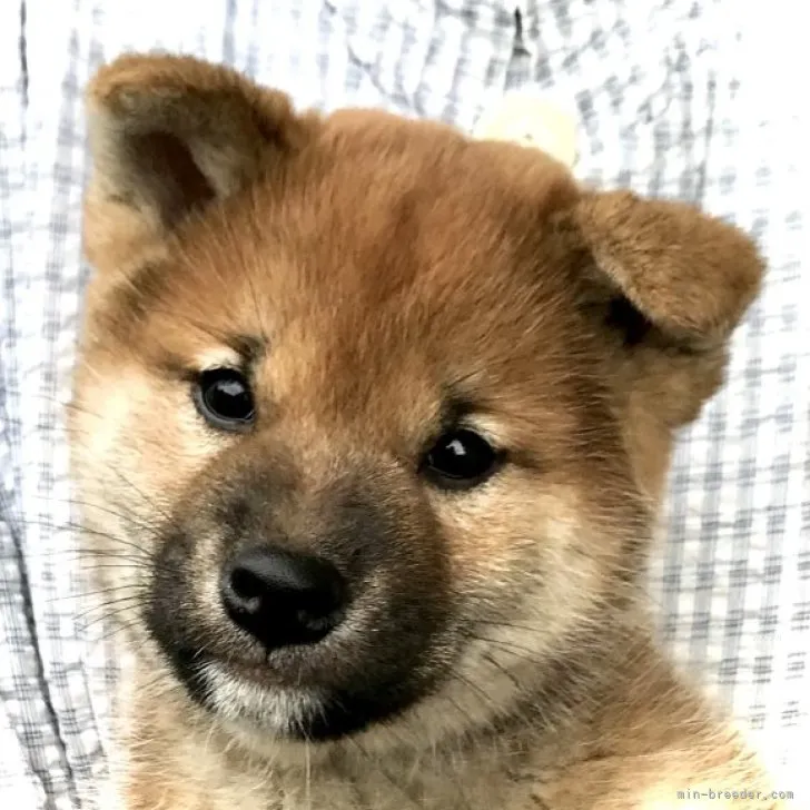 ID：2310-06782の子犬