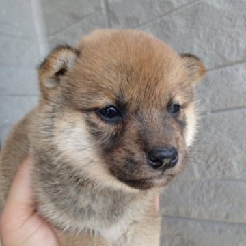 柴犬(標準サイズ)【香川県・女の子・2024年2月2日・赤】の写真「小さくても元気な赤柴の女の子」