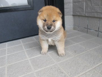 柴犬(標準サイズ)【香川県・男の子・2021年4月11日・赤】の写真「可愛い男の子です」