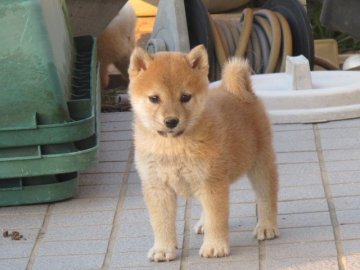 柴犬(標準サイズ)【香川県・男の子・2018年9月5日・赤】の写真「ハイレベルな男の子です」