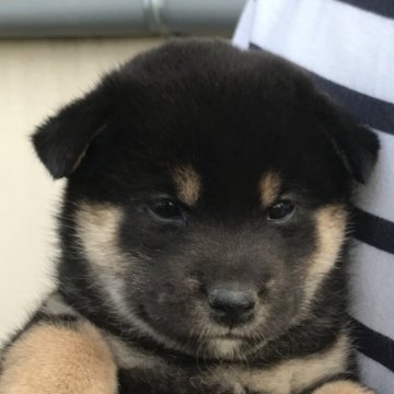 柴犬(標準サイズ)【香川県・女の子・2023年5月9日・黒】の写真「元気な女の子です」