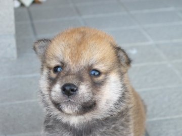 柴犬(標準サイズ)【香川県・男の子・2020年5月10日・赤】の写真「小さいです」
