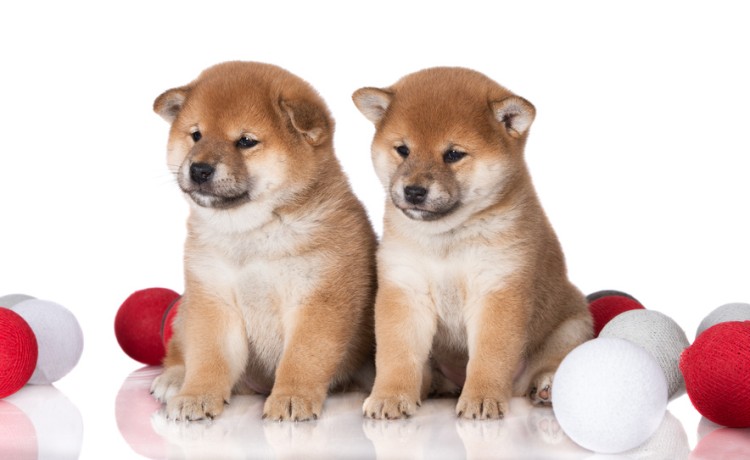 柴犬の子犬