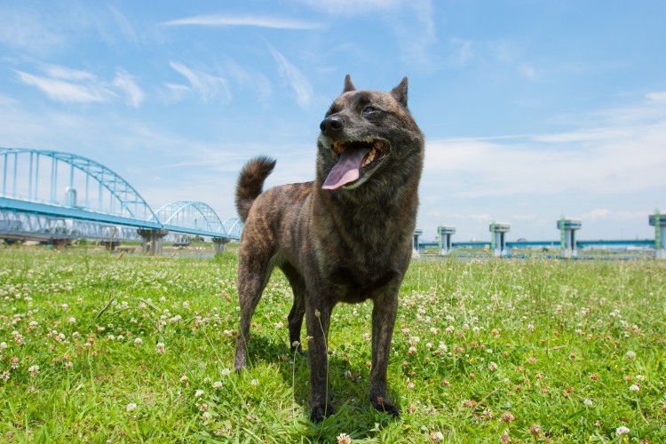 笑顔の甲斐犬