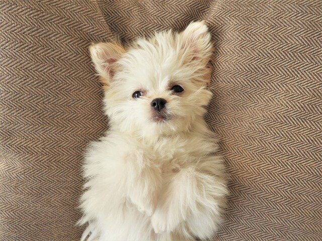 ミックス犬、チワマル