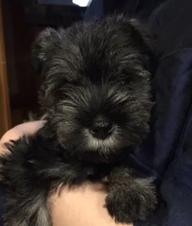 ももちゃん 様のお迎えした子犬