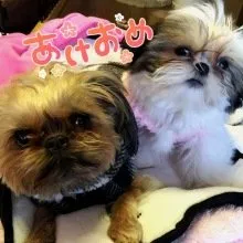 しぇりこ 様のお迎えした子犬