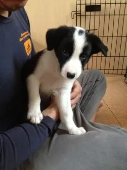 REX 様のお迎えした子犬