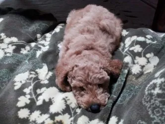 ジョーイのママ 様のお迎えした子犬