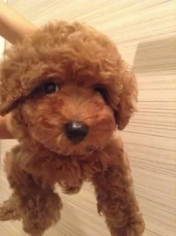 ライムママ 様のお迎えした子犬