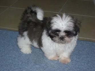 マルちゃん 様のお迎えした子犬