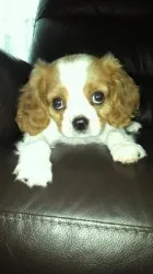 Fumbo 様のお迎えした子犬