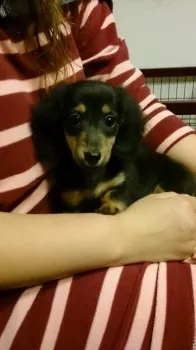 あずきchanママ 様のお迎えした子犬