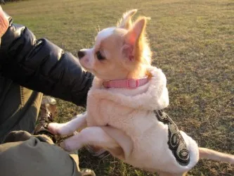 夢ちゃんママ 様のお迎えした子犬