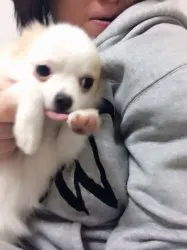 ミロン 様のお迎えした子犬