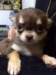 あさみ 様のお迎えした子犬