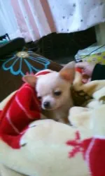 フクちゃん 様のお迎えした子犬