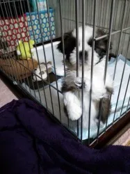 みく 様のお迎えした子犬