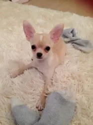 おこめ 様のお迎えした子犬