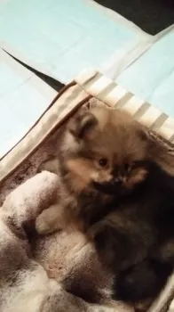 しんちゃん 様のお迎えした子犬