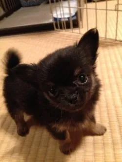 チワワママ 様のお迎えした子犬