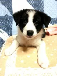 すぎちゃ 様のお迎えした子犬