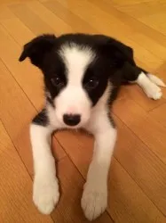 クレア 様のお迎えした子犬