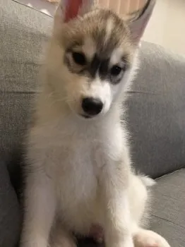 こん 様のお迎えした子犬