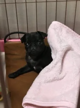 みーこ 様のお迎えした子犬