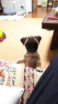 福太郎の母 様のお迎えした子犬