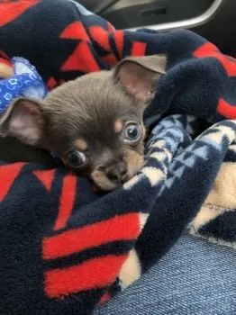 M.M 様のお迎えした子犬