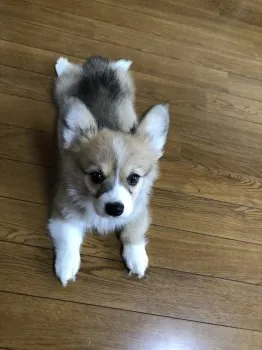 アリス88 様のお迎えした子犬