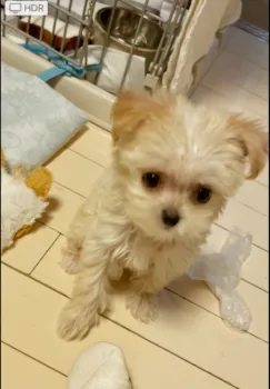 harusol 様のお迎えした子犬