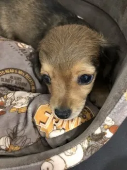 めぐらん 様のお迎えした子犬