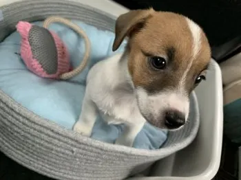 N.K 様のお迎えした子犬