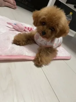 ちゃろぴ 様のお迎えした子犬