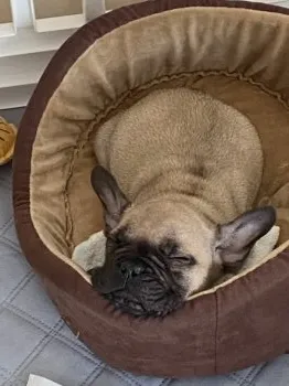 M.Cみみ 様のお迎えした子犬