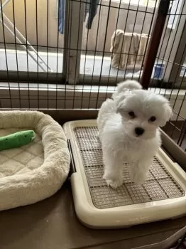R.K 様のお迎えした子犬