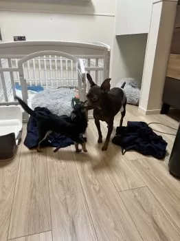 なーな 様のお迎えした子犬