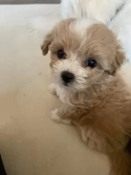 ユミ 様のお迎えした子犬