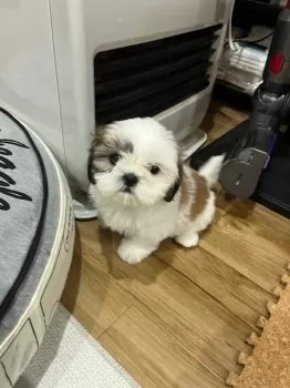 めもも 様のお迎えした子犬