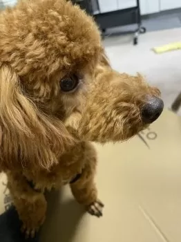 ろっくん 様のお迎えした子犬