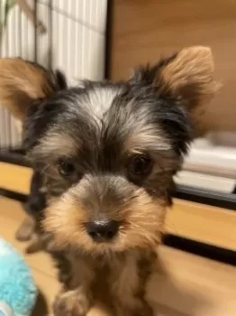 ララルル 様のお迎えした子犬