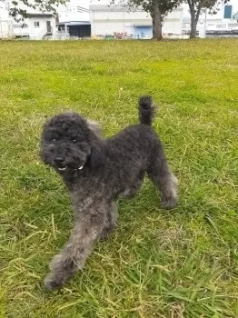 仁パパ 様のお迎えした子犬